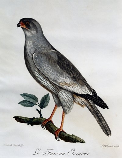 Autour chanteur pâle (Melierax canorus), gravure de Histoire Naturelle des Oiseaux d
