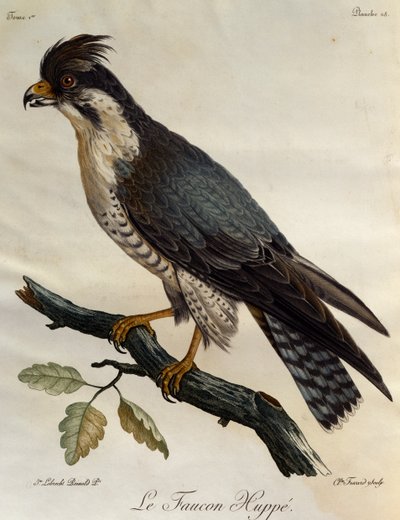 Faucon pèlerin (Falco peregrinus), gravure de Histoire Naturelle des Oiseaux d