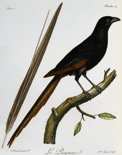 Piapiac (Ptilostomus afer), gravure de Histoire Naturelle des Oiseaux d