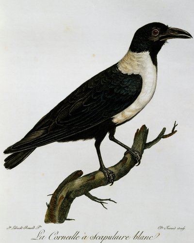 Corbeau pie, gravure de Histoire Naturelle des Oiseaux d