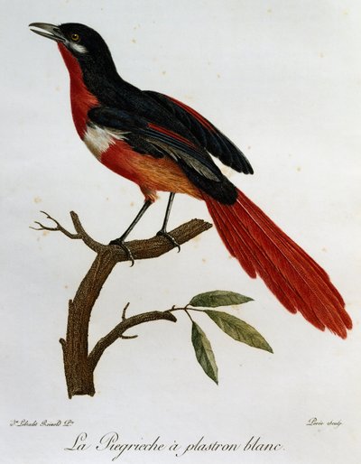 Pie-grièche à poitrine blanche (Lanius mystacus), gravure de Histoire Naturelle des Oiseaux d