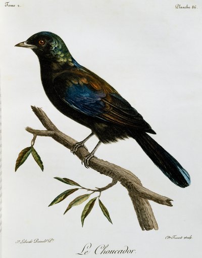 Choucador de Principe (Lamprotornis ornatus), gravure de Histoire Naturelle des Oiseaux d