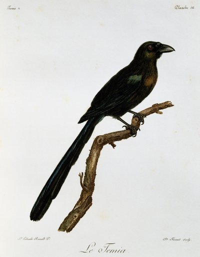 Pie-grièche à queue en raquette, gravure de Histoire Naturelle des Oiseaux d