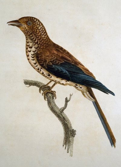 Alouette à calotte rousse (Calandrella cinerea), gravure de Histoire Naturelle des Oiseaux d