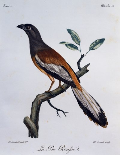Pie-grièche vagabonde (Dendrocitta vagabunda), gravure de Histoire Naturelle des Oiseaux d