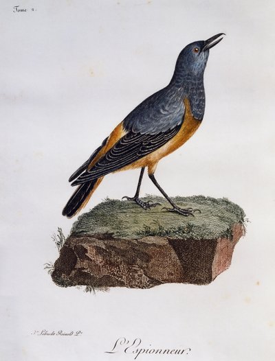 Merle sentinelle (Monticola explorator), gravure de Histoire Naturelle des Oiseaux d
