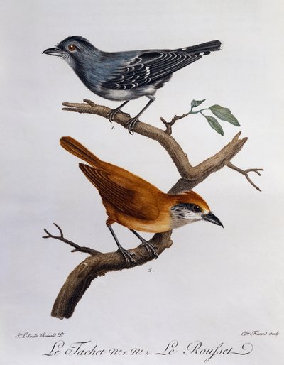 Tachet et, en dessous, Rousset, gravure de Histoire Naturelle des Oiseaux d