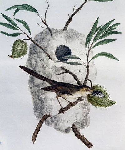 Prinia à flancs fauves, gravure de Histoire Naturelle des Oiseaux d