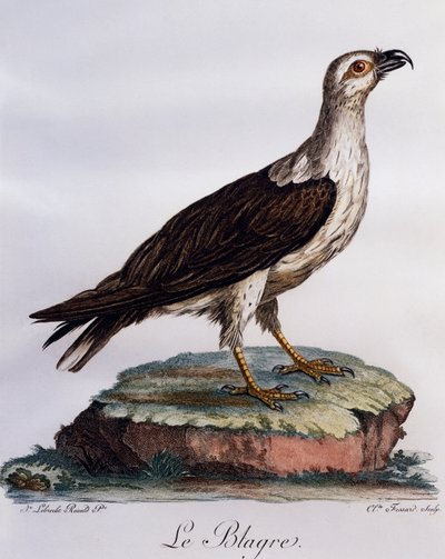 Pygargue blagre (Haliaeetus leucogaster), gravure de Histoire Naturelle des Oiseaux d