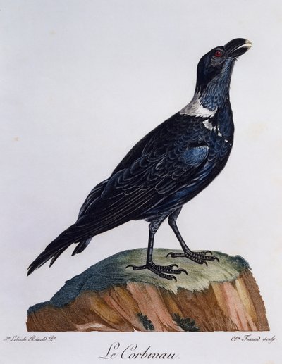 Corbeau à cou blanc (Corvus albicollis), gravure de Histoire Naturelle des Oiseaux d