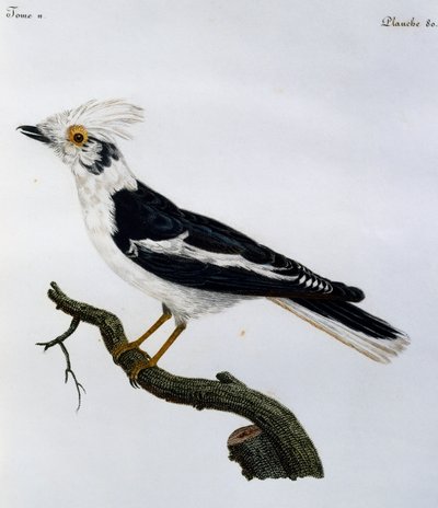 Prionops à huppe blanche (Prionops plumatus), gravure de Histoire Naturelle des Oiseaux d
