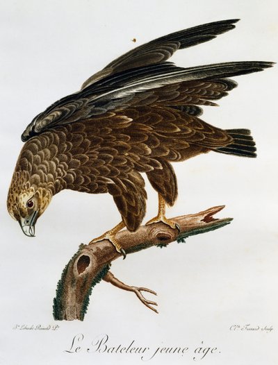 Jeune Bateleur (Terathopius ecaudatus), gravure de Histoire Naturelle des Oiseaux d