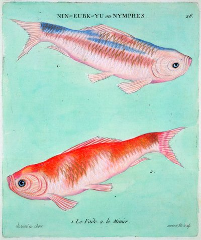 Poisson rouge chinois, 18ème siècle - Francois Nicolas Martinet