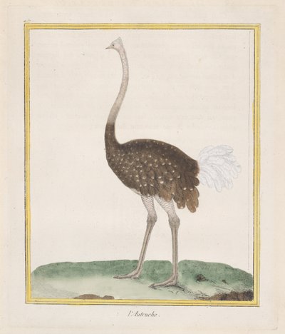 Autruche, 1770-86 - Francois Nicolas Martinet