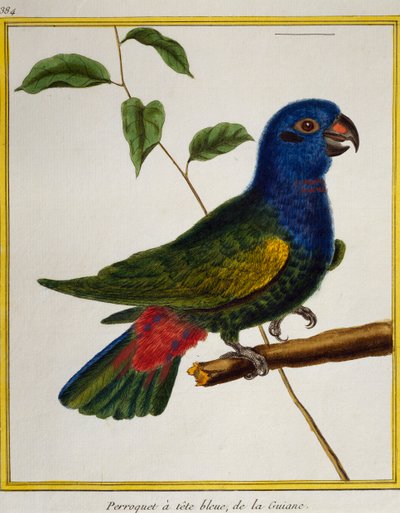 Perroquet à tête bleue (Pionus menstruus), de Histoire naturelle des oiseaux - Francois Nicolas Martinet