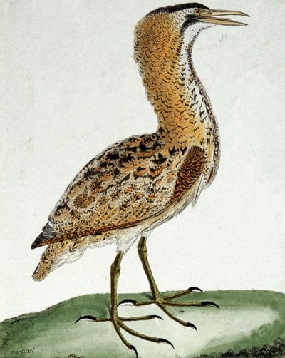 Butor - Francois Nicolas Martinet