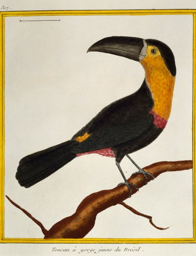 Toucan à bec cannelé (Ramphastos vitellinus), de Histoire naturelle des oiseaux - Francois Nicolas Martinet