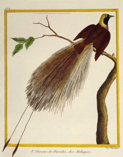 Grand oiseau de paradis (Paradisaea apoda), de Histoire naturelle des oiseaux - Francois Nicolas Martinet