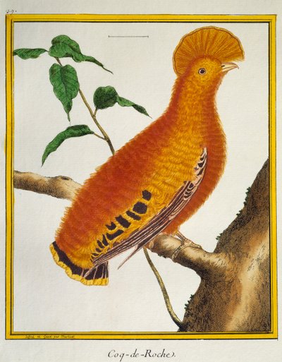 Coq-de-roche orange (Rupicola rupicola), de Histoire naturelle des oiseaux - Francois Nicolas Martinet