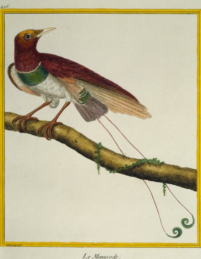 Roi des oiseaux de paradis (Cicinnurus regius), de Histoire naturelle des oiseaux - Francois Nicolas Martinet