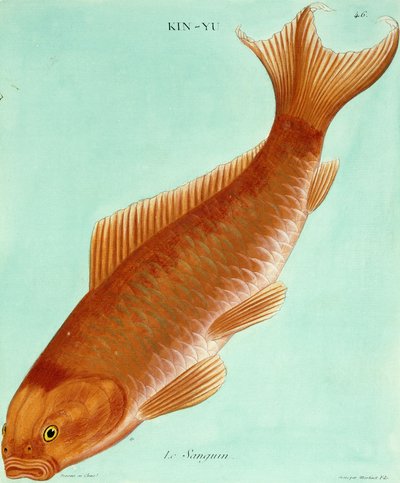 Le Sanguin - Francois Nicolas Martinet