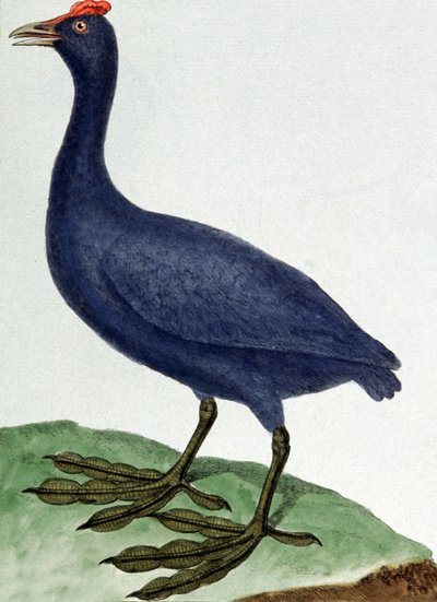 Madagascar - Francois Nicolas Martinet