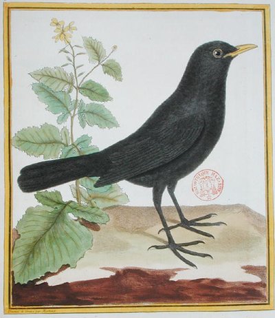 Merle noir mâle français, de 