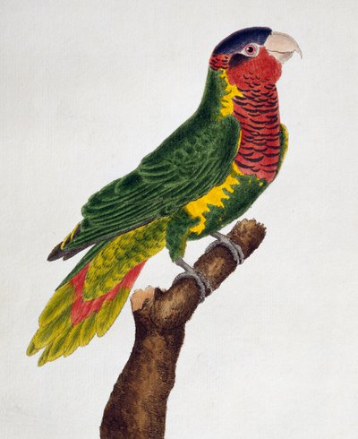 Loriquet orné (Trichoglossus ornatus), de Histoire naturelle des oiseaux - Francois Nicolas Martinet