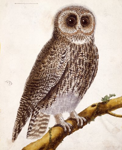 Hibou, de 