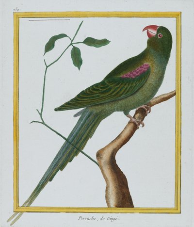 Perruche, de Gingi, vers 1770-86 - Francois Nicolas Martinet