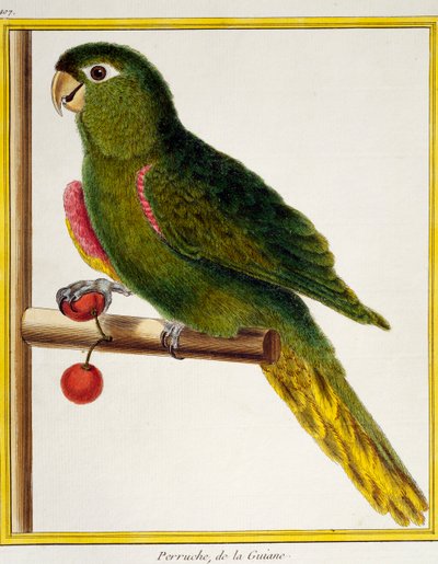 Ara à épaulettes rouges (Diopsittaca nobilis), de Histoire naturelle des oiseaux - Francois Nicolas Martinet
