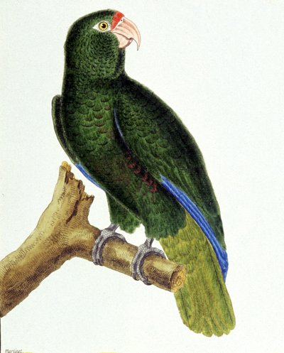 Perroquet de Santo Domingo - Francois Nicolas Martinet