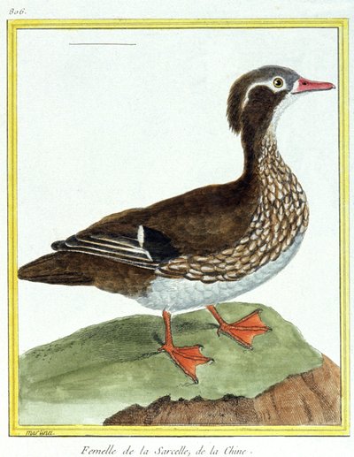 Science. Zoologie. Sarcelle de Chine. Gravure de François Nicolas Martinet dans : Histoire naturelle des oiseaux, par Georges Louis Leclerc de Buffon, France, vers 1777 - Francois Nicolas Martinet
