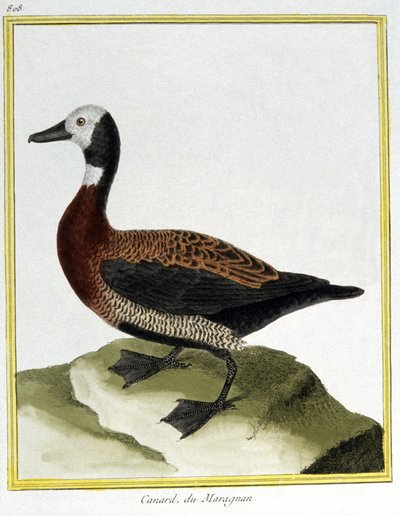 Science. Zoologie. Canard siffleur eurasien. Gravure de François Nicolas Martinet dans : Histoire naturelle des oiseaux, par Georges Louis Leclerc de Buffon, France, vers 1777 (gravure en couleur) - Francois Nicolas Martinet