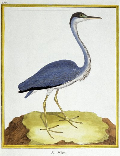 Science. Zoologie. Héron. Gravure par François Nicolas Martinet dans : Histoire naturelle des oiseaux, par Georges Louis Leclerc de Buffon, France, c.1777 - Francois Nicolas Martinet
