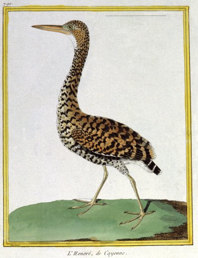 Science. Zoologie. Héron de Cayenne (Guyane française). Gravure de François Nicolas Martinet dans : Histoire naturelle des oiseaux, par Georges Louis Leclerc de Buffon, France, vers 1777 (gravure en couleur) - Francois Nicolas Martinet