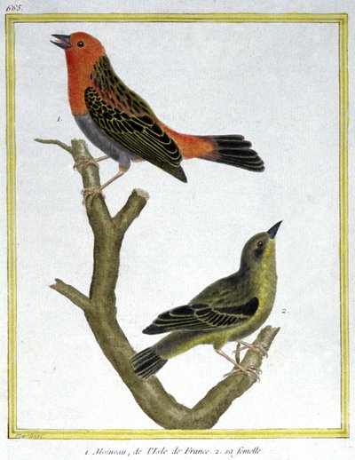 Science. Zoologie. Moineau domestique de l