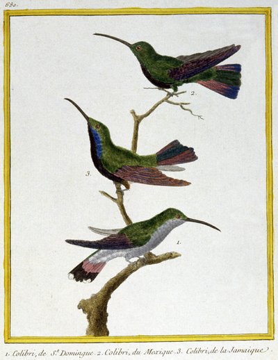 Science. Zoologie. Colibri de Saint-Domingue, Mexique et Jamaïque. Gravure par François Nicolas Martinet dans : Histoire naturelle des oiseaux, par Georges Louis Leclerc de Buffon, France, c.1777 - Francois Nicolas Martinet