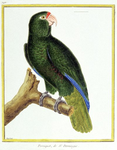 Science. Zoologie. Perroquet de Saint-Domingue. Gravure de François Nicolas Martinet dans : Histoire naturelle des oiseaux, par Georges Louis Leclerc de Buffon, France, vers 1777 (gravure en couleur) - Francois Nicolas Martinet