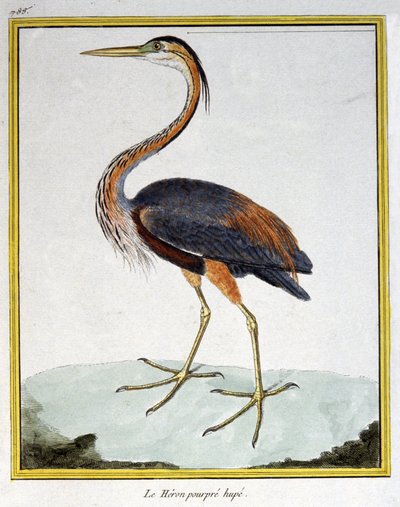 Science. Zoologie. Héron pourpré. Gravure par François Nicolas Martinet dans : Histoire naturelle des oiseaux, par Georges Louis Leclerc de Buffon, France, c.1777 - Francois Nicolas Martinet
