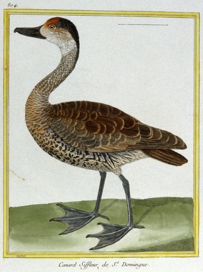 Science. Zoologie. Canard de Santo Domingo. Gravure de François Nicolas Martinet dans : Histoire naturelle des oiseaux, par Georges Louis Leclerc de Buffon, France, c.1777 - Francois Nicolas Martinet
