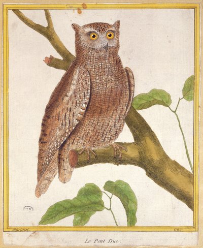 Hibou petit-duc, de 