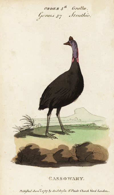Casoar à casque, Casuarius casuarius - Francois Nicolas Martinet