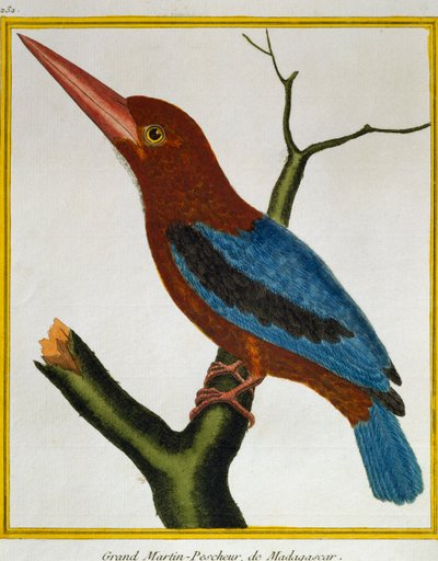 Martin-pêcheur à gorge blanche (Halcyon smyrnensis), de Histoire naturelle des oiseaux - Francois Nicolas Martinet