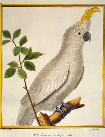 Cacatoès à huppe jaune (Cacatua sulphurea), de Histoire naturelle des oiseaux - Francois Nicolas Martinet