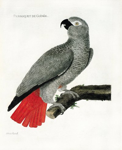 Planche zoologique (ornithologie) : Le perroquet de Guinée (perroquet gris ou psittacus erythacus) sur une branche. Illustration dans « L