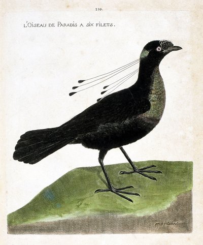 Planche zoologique (ornithologie) : oiseau de paradis à six filets (wahnes paradise ou wahnesi patoria). Illustration dans « L
