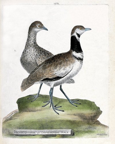 Planche zoologique (ornithologie) : devant : petite outarde ou petit mâle canepetière et derrière : femelle petite canepetière (outarde canepetière ou tetrax tetrax). Illustration dans « L