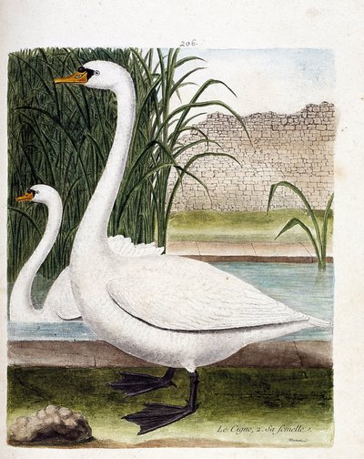 Planche zoologique (ornithologie) : devant : le cygne et derrière sa femelle (cygne tuberculé ou cygnus olor). Illustration dans « L