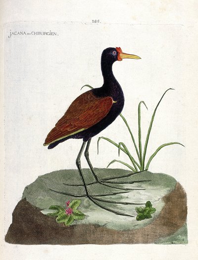 Carte zoologique (ornithologie) : jacana noir (jacana jacana). Illustration dans « L